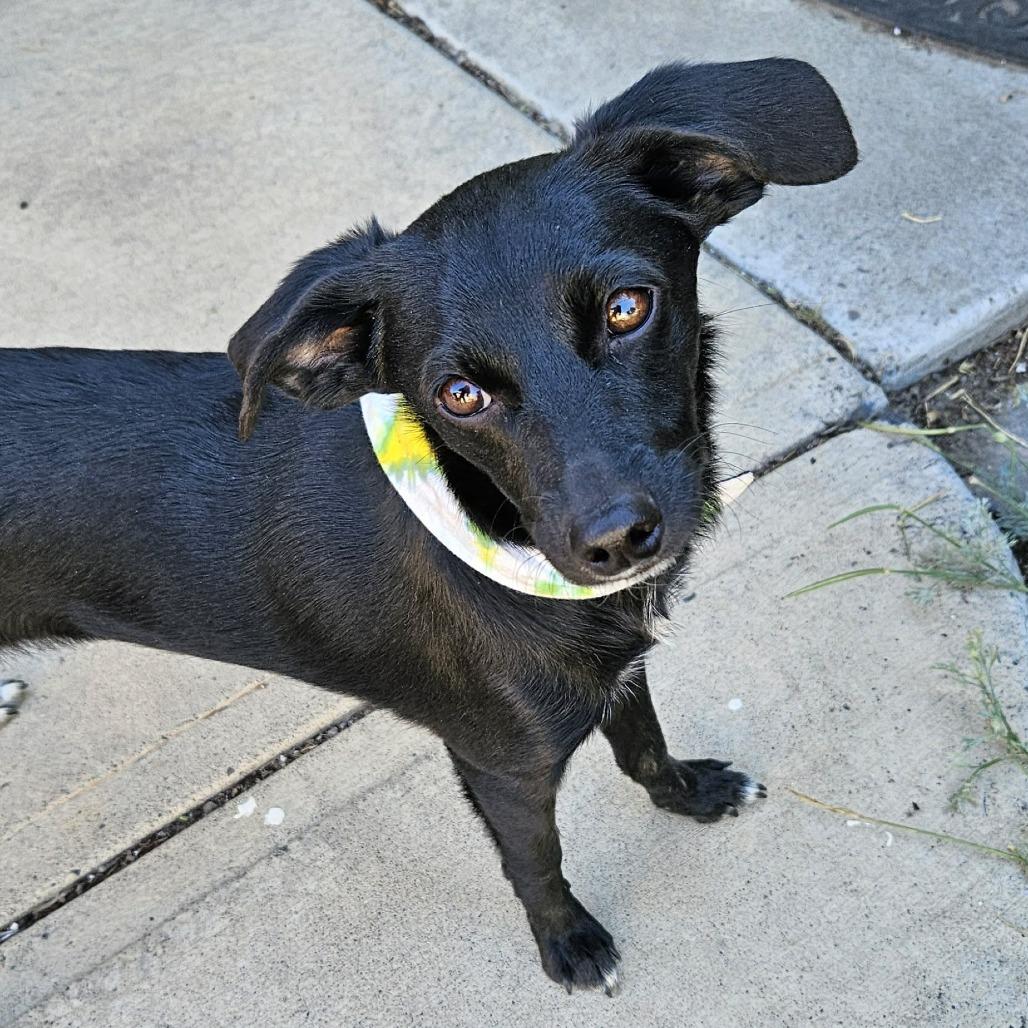Brookie, a Adoptable mixed breed in Bend, OR image 3/4