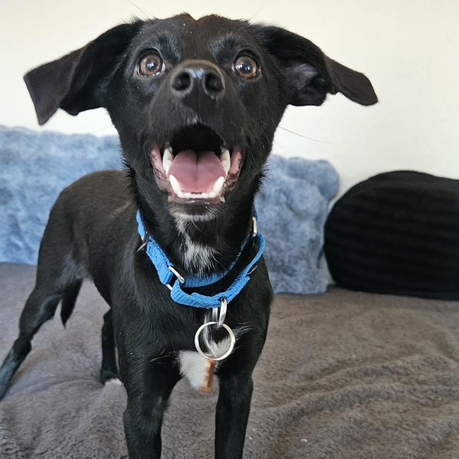 Brookie, a Adoptable mixed breed in Bend, OR image 4/4