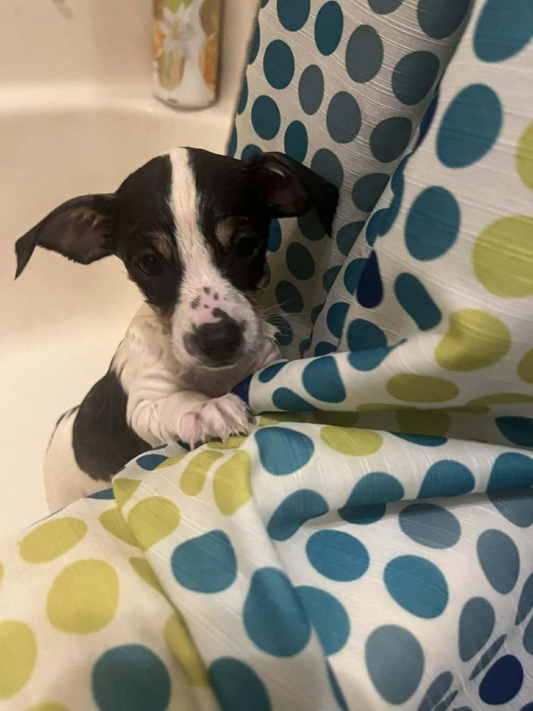 Enlarge Tri, a Adoptable mixed breed in Windsor, CA image 2/6