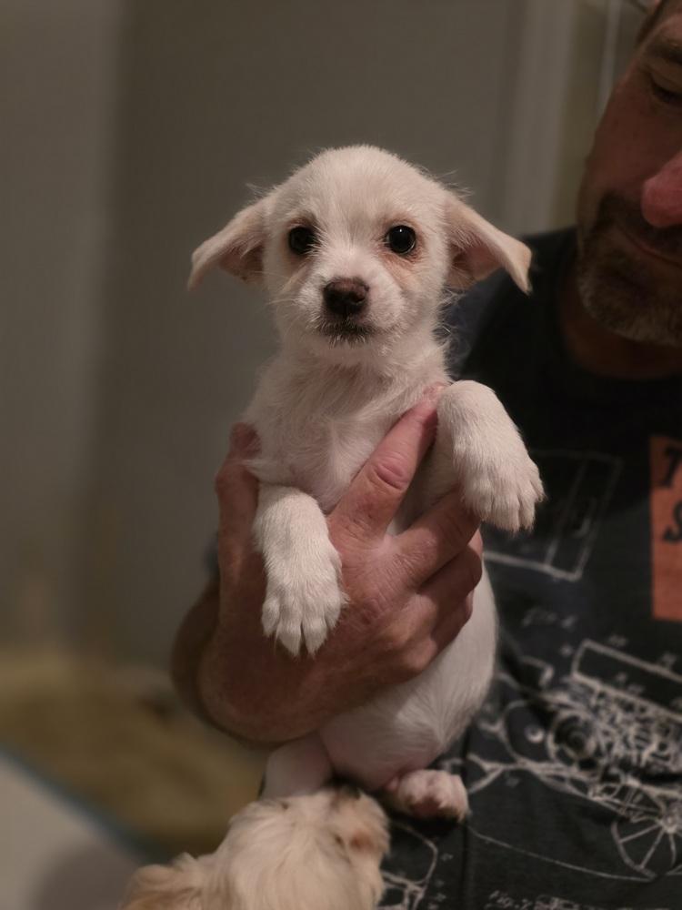 Casper, Adoptable, Puppy Male Maltese & Shih Tzu.