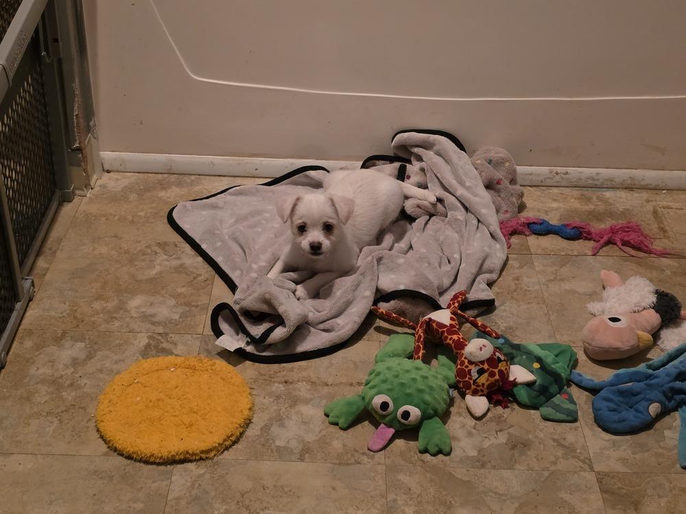 Enlarge Casper, a Adoptable mixed breed in Windsor, CA image 2/6