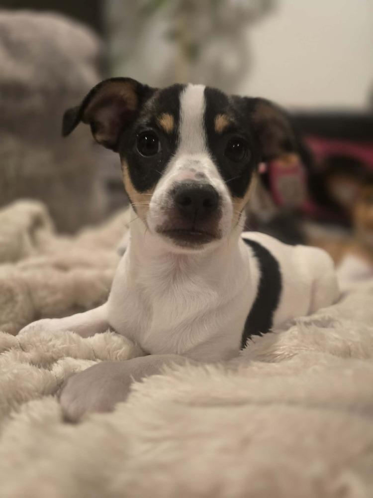 Enlarge Tri, a Adoptable mixed breed in Windsor, CA image 3/6