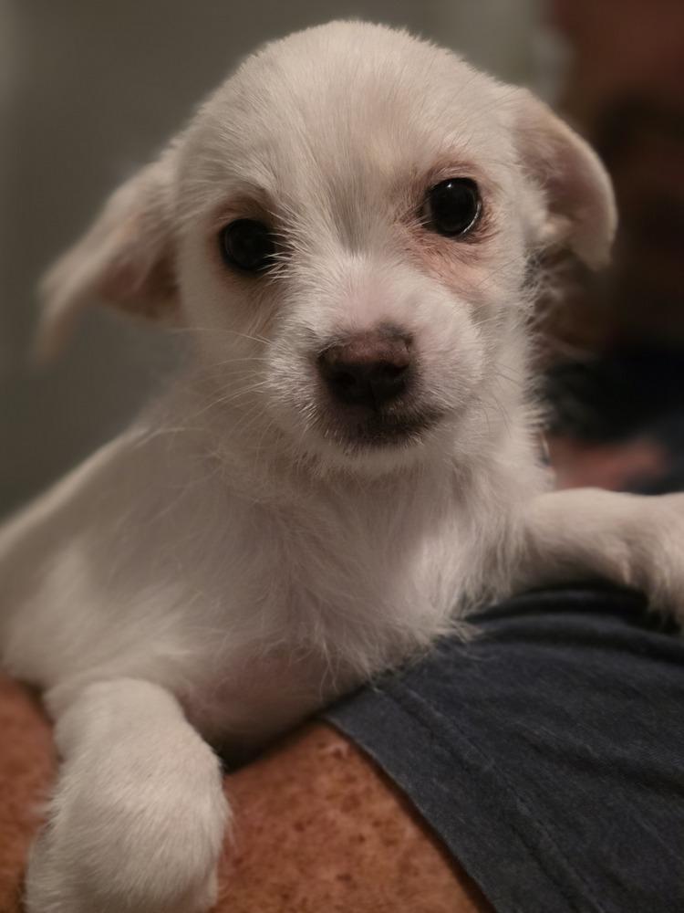 Enlarge Casper, a Adoptable mixed breed in Windsor, CA image 4/6