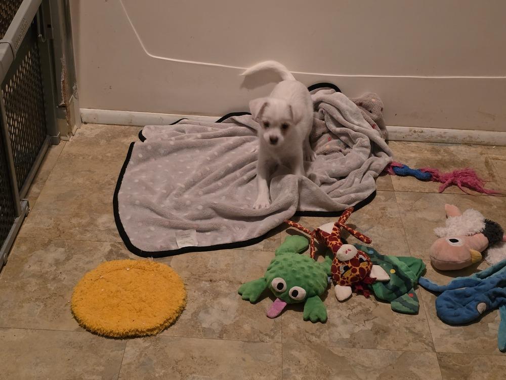 Enlarge Casper, a Adoptable mixed breed in Windsor, CA image 5/6