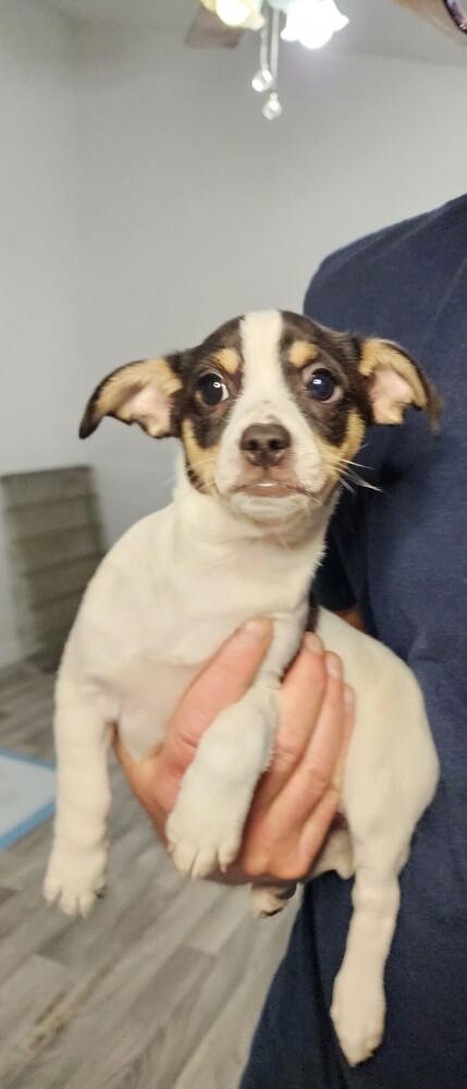 Enlarge Tri, a Adoptable mixed breed in Windsor, CA image 1/1