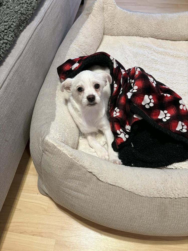 Enlarge Casper, a Adoptable mixed breed in Windsor, CA image 6/6