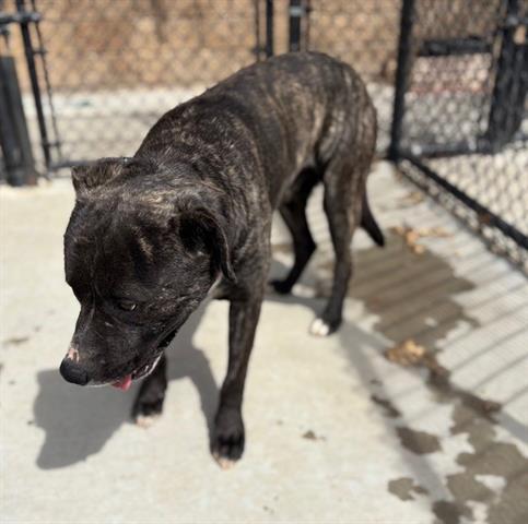 ROY, Adoptable, Adult Male Pit Bull Terrier & Mixed Breed.