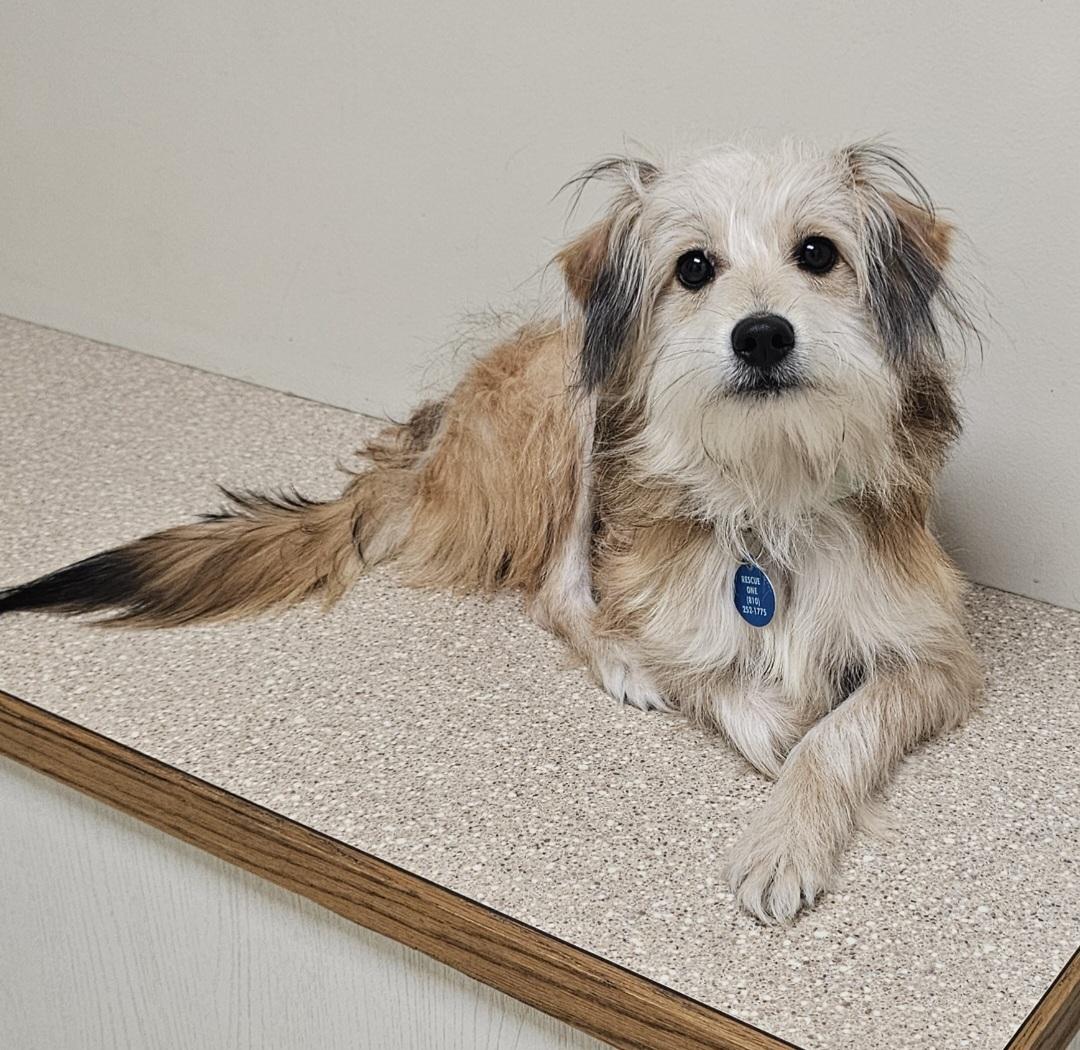 Enlarge RUSTY , a Adoptable mixed breed in Fenton, MI image 4/6