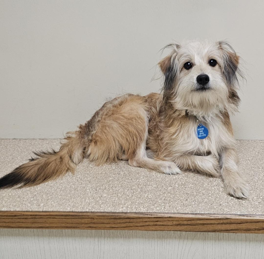 Enlarge RUSTY , a Adoptable mixed breed in Fenton, MI image 6/6