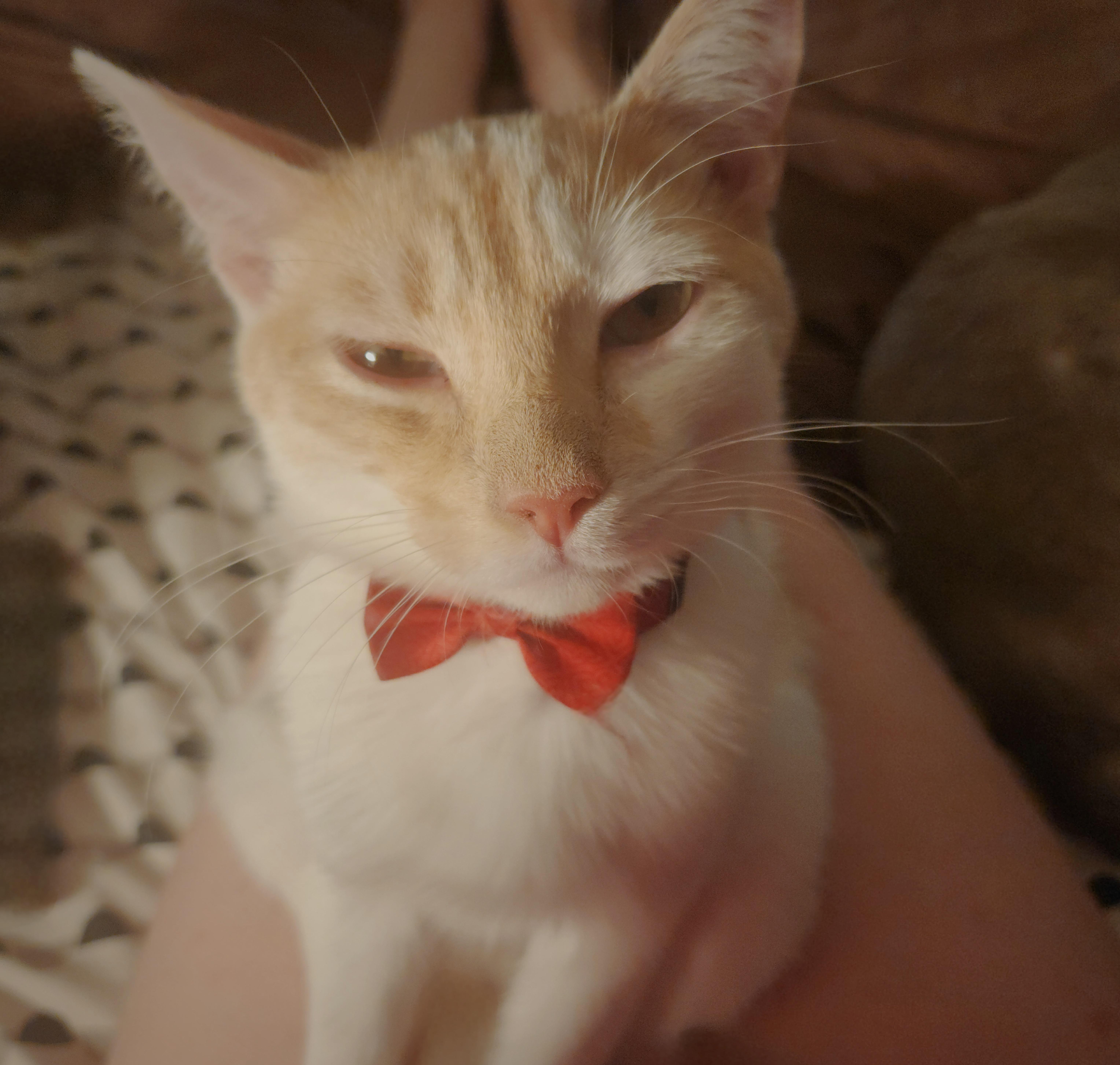 Winston, adopted, Kitten Male Domestic Short Hair & Tabby.