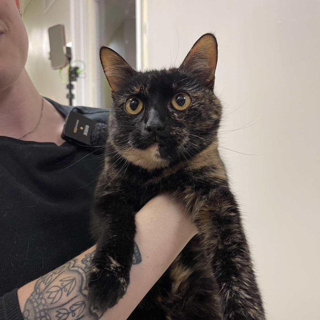 Enlarge Amber, a Adoptable Domestic Short Hair in Bloomington, IL image 1/5