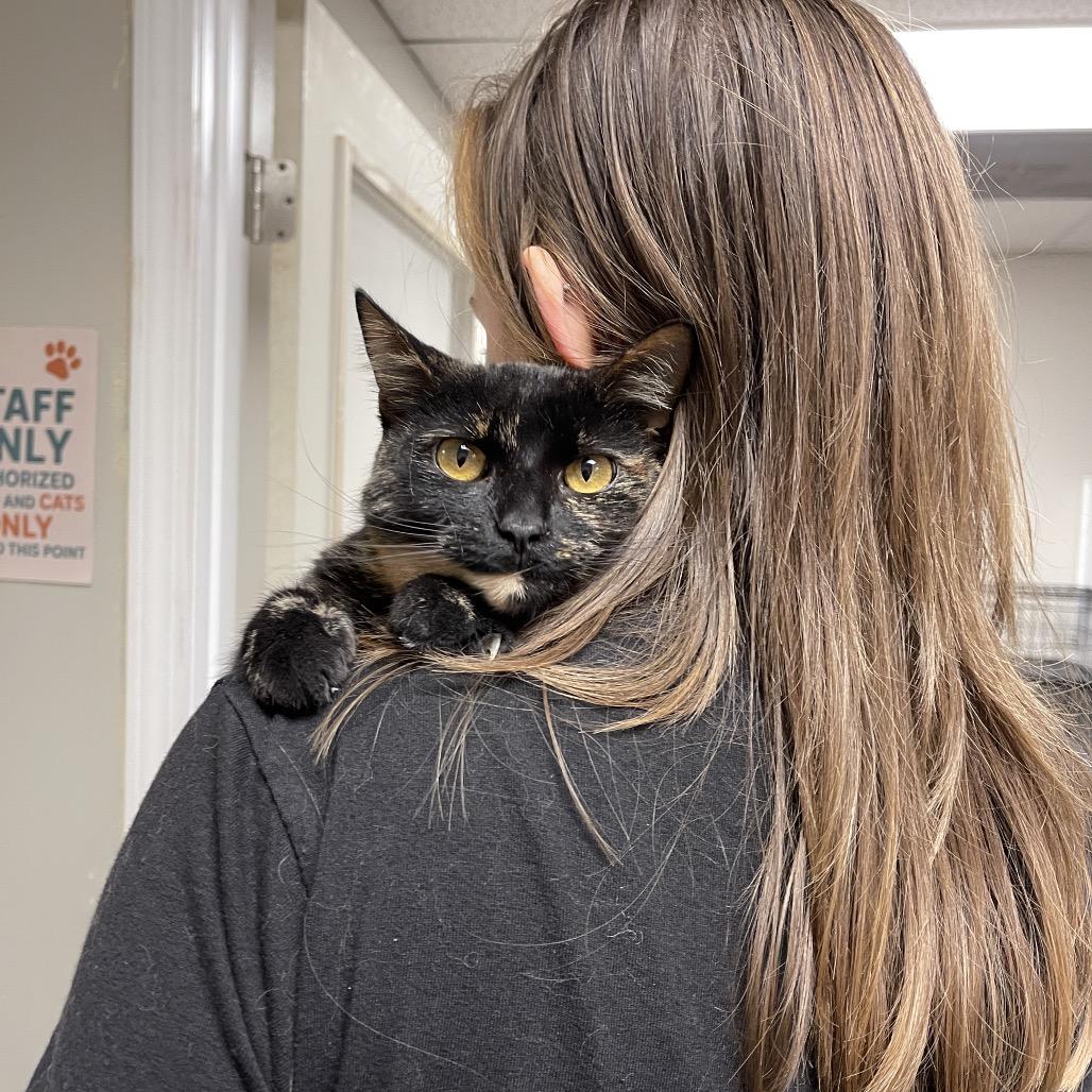 Amber, Adoptable, Senior Female Domestic Short Hair.