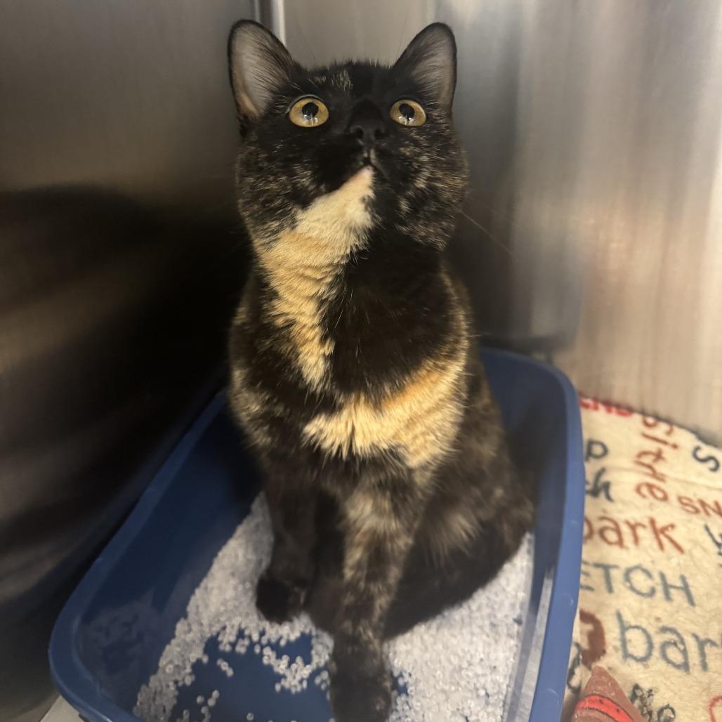 Enlarge Amber, a Adoptable Domestic Short Hair in Bloomington, IL image 3/5