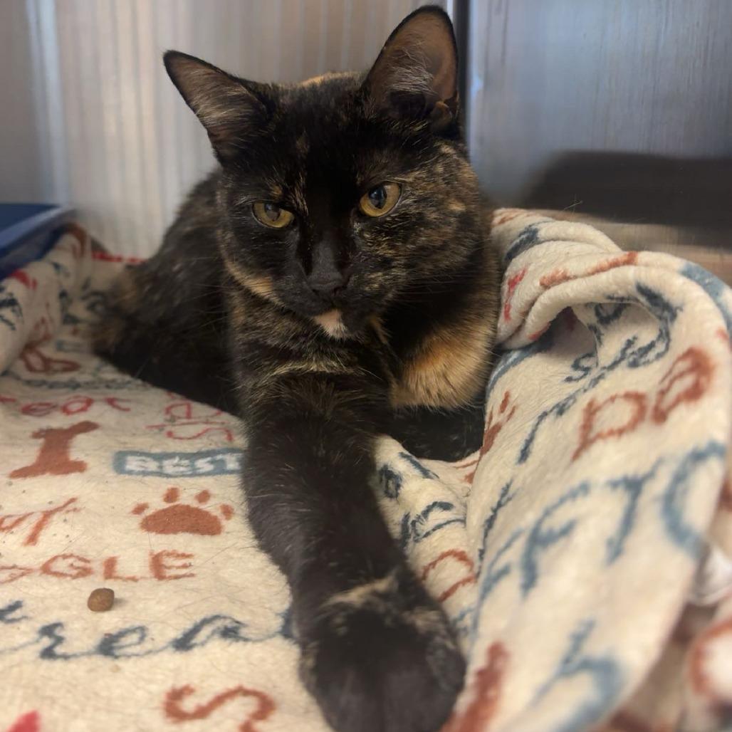 Enlarge Amber, a Adoptable Domestic Short Hair in Bloomington, IL image 4/5