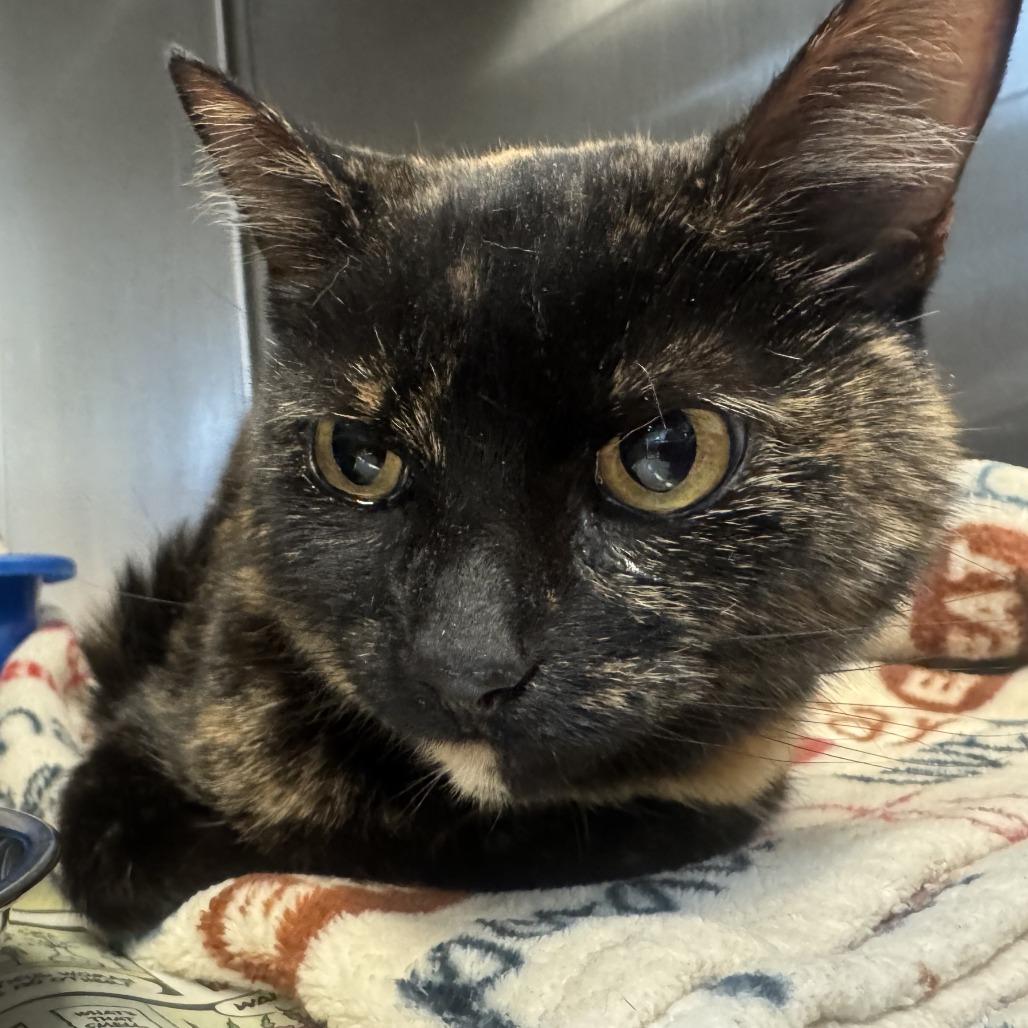 Enlarge Amber, a Adoptable Domestic Short Hair in Bloomington, IL image 5/5