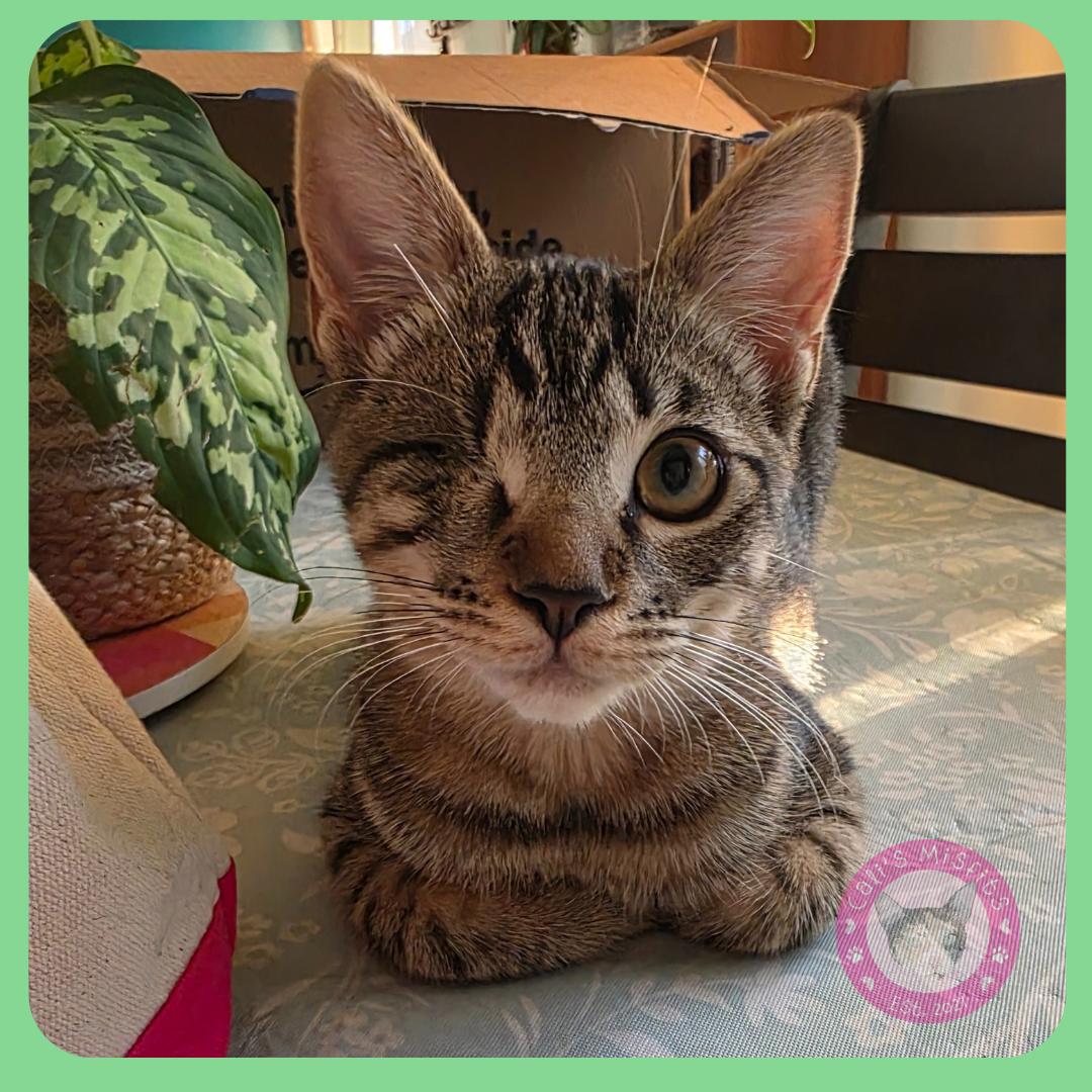 Tony, Baby Male Domestic Short Hair