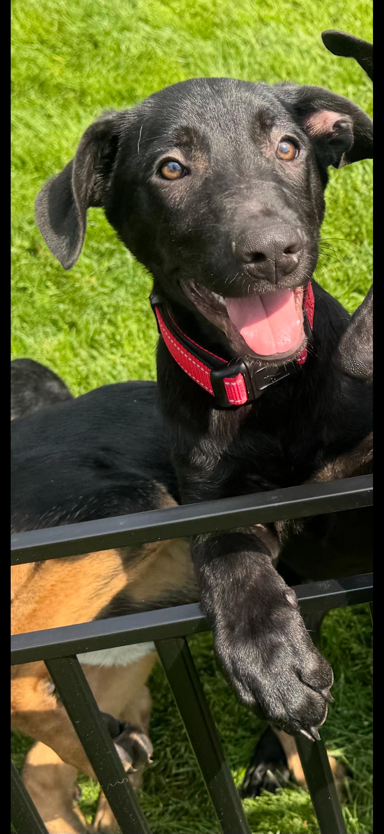 Enlarge Red Male, an adopted mixed breed in New Rochelle, NY image 1/1
