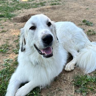 Enlarge Asher, a Adoptable Great Pyrenees in Johnson City, TN image 1/4