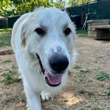 Enlarge Asher, a Adoptable Great Pyrenees in Johnson City, TN image 2/4