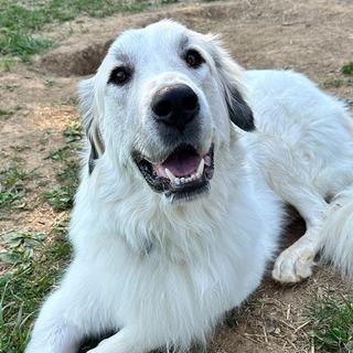 Enlarge Asher, a Adoptable Great Pyrenees in Johnson City, TN image 3/4