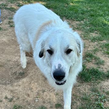 Enlarge Asher, a Adoptable Great Pyrenees in Johnson City, TN image 4/4