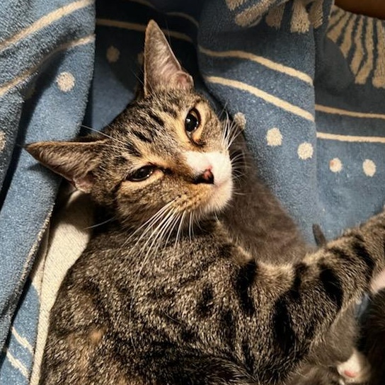 Mia, Adoptable, Adult Female Domestic Short Hair.