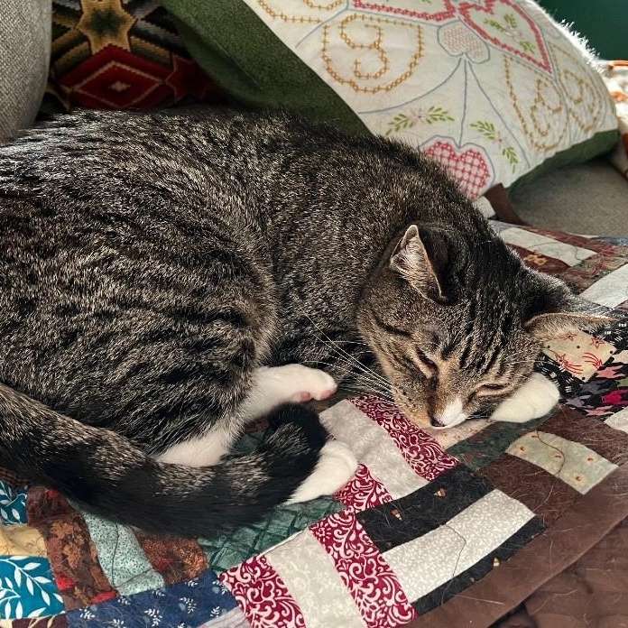Mia, a Adoptable Domestic Short Hair in Philadelphia, PA image 4/6