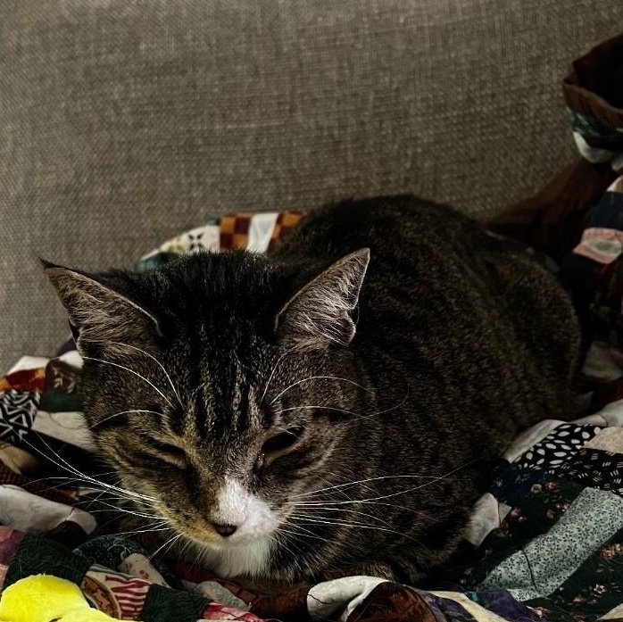 Mia, a Adoptable Domestic Short Hair in Philadelphia, PA image 5/6