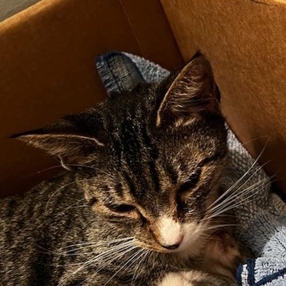 Mia, a Adoptable Domestic Short Hair in Philadelphia, PA image 6/6