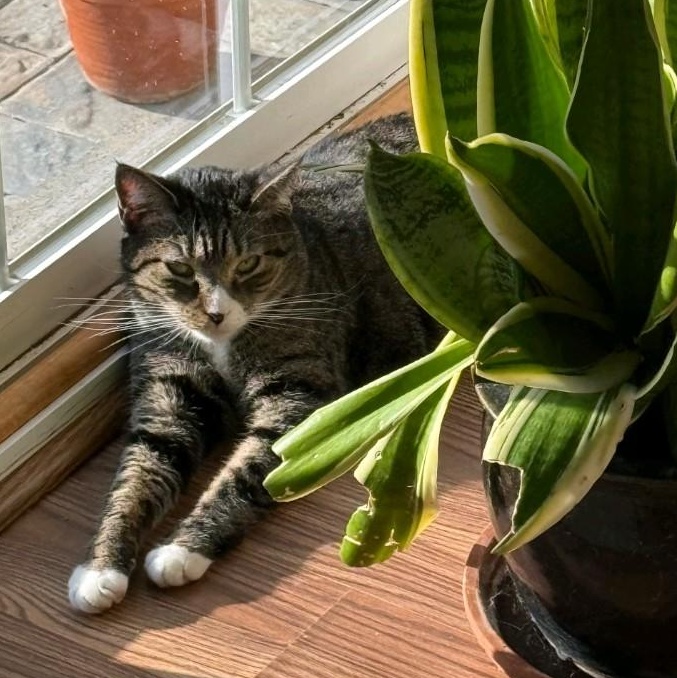 Mia, a Adoptable Domestic Short Hair in Philadelphia, PA image 2/6