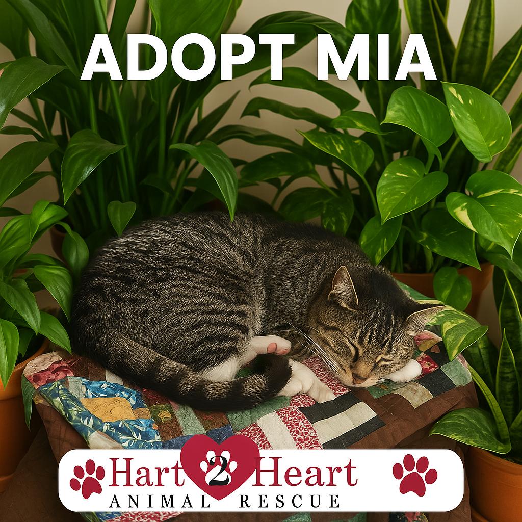 Mia, a Adoptable Domestic Short Hair in Philadelphia, PA image 1/6