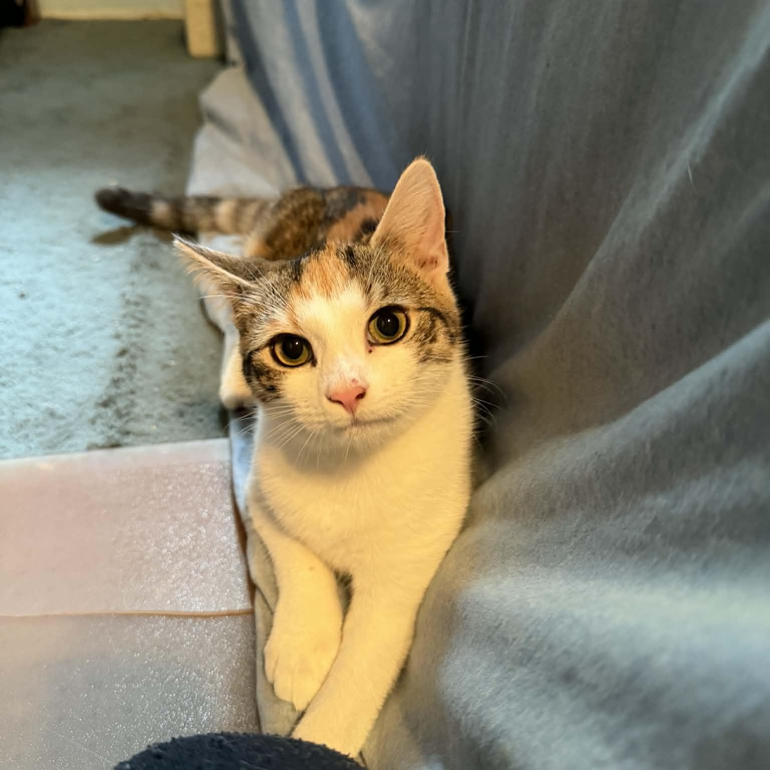 Vernita, adoptable, Kitten Female Domestic Short Hair.