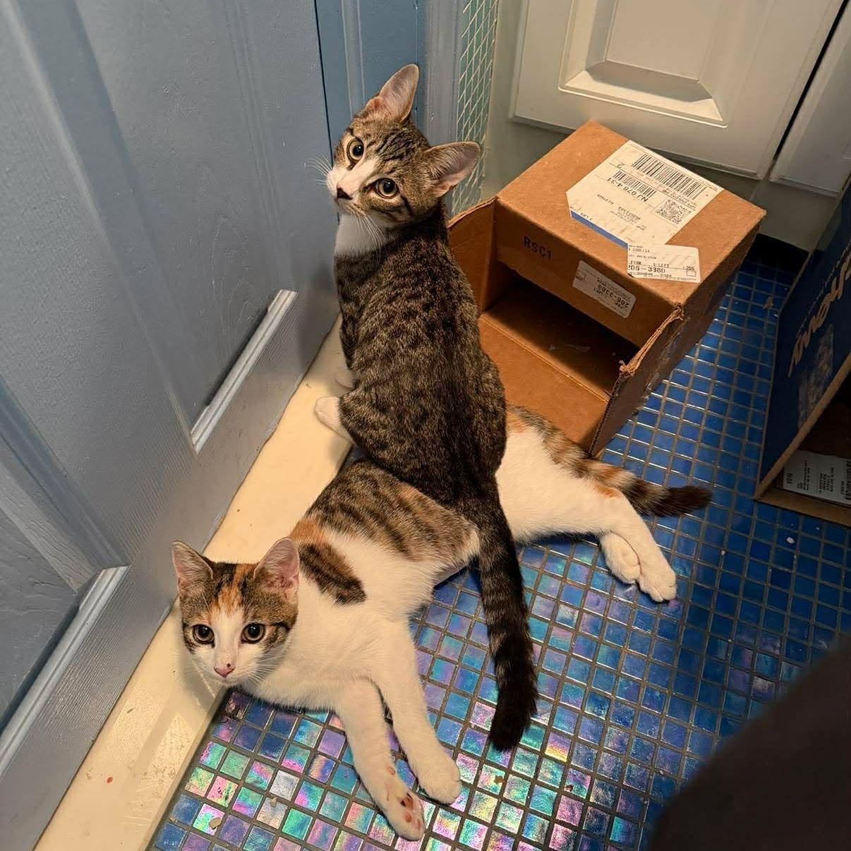 Enlarge Vernita, an adoptable Domestic Short Hair in Raritan, NJ image 6/6