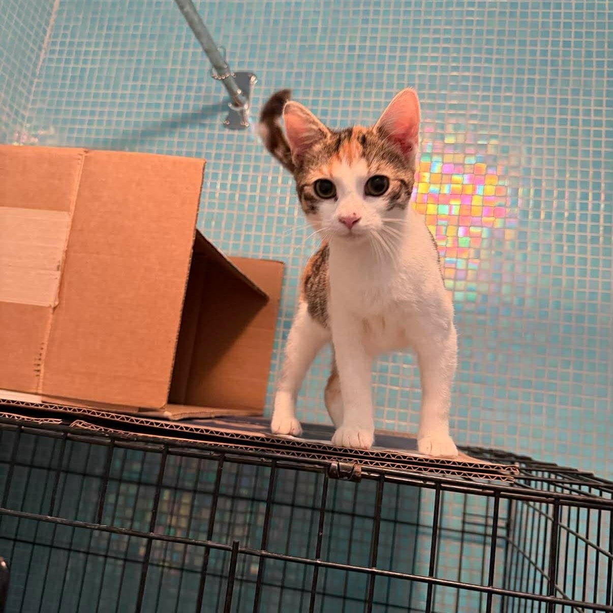 Enlarge Vernita, an adoptable Domestic Short Hair in Raritan, NJ image 2/6