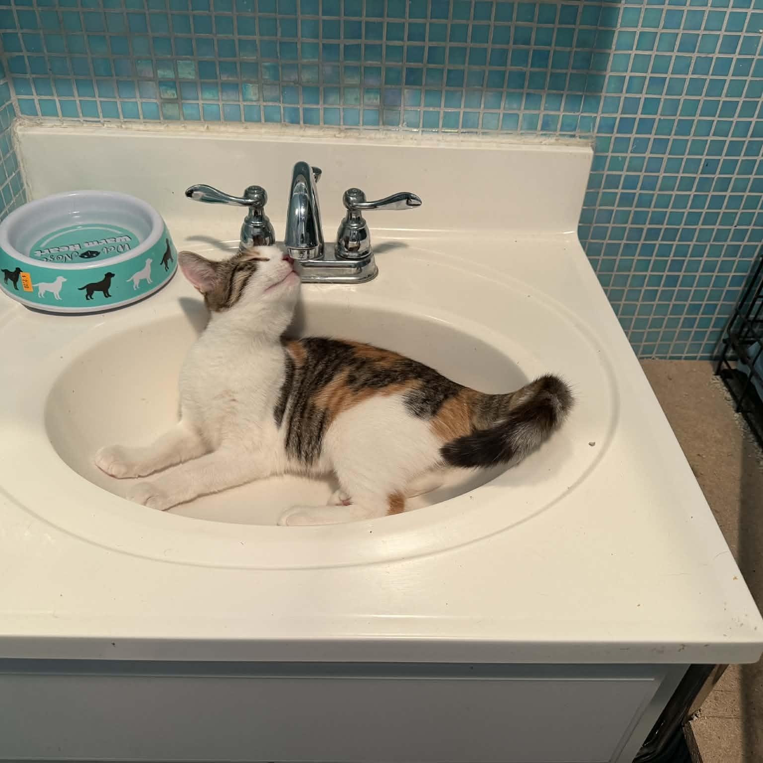 Enlarge Vernita, an adoptable Domestic Short Hair in Raritan, NJ image 3/6