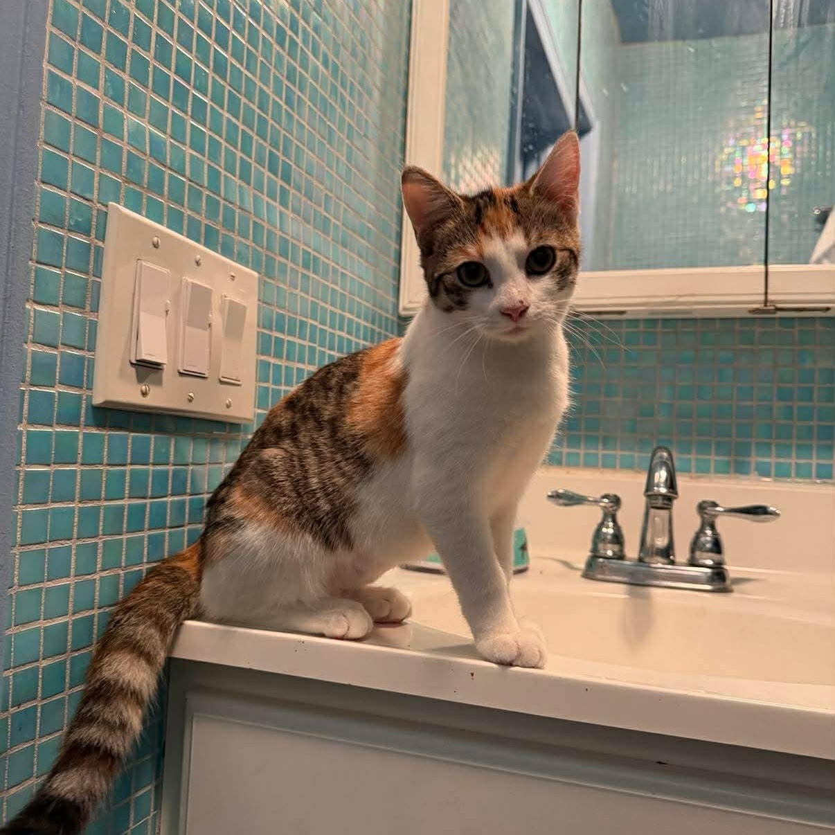 Enlarge Vernita, an adoptable Domestic Short Hair in Raritan, NJ image 4/6