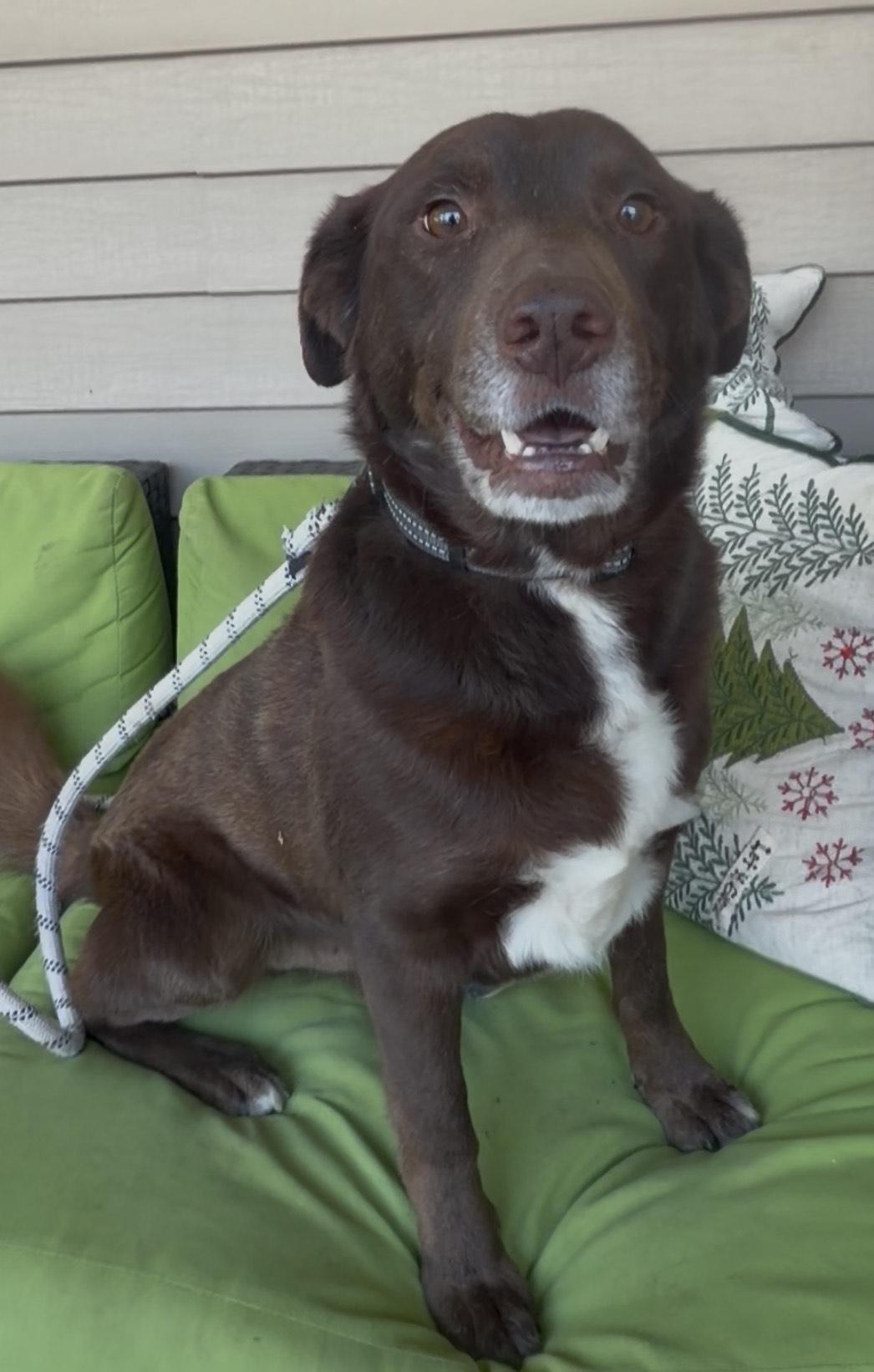 Cappy, adopted, Adult Male Chocolate Labrador Retriever.