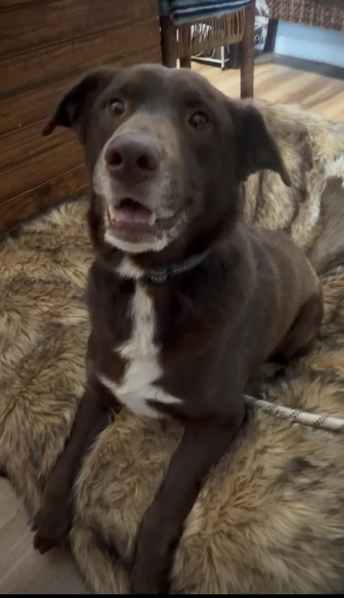 Enlarge Cappy, an adopted mixed breed in Gardiner, NY image 3/5