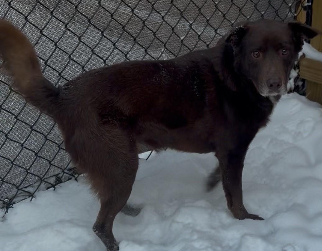 Enlarge Cappy, an adopted mixed breed in Gardiner, NY image 5/5