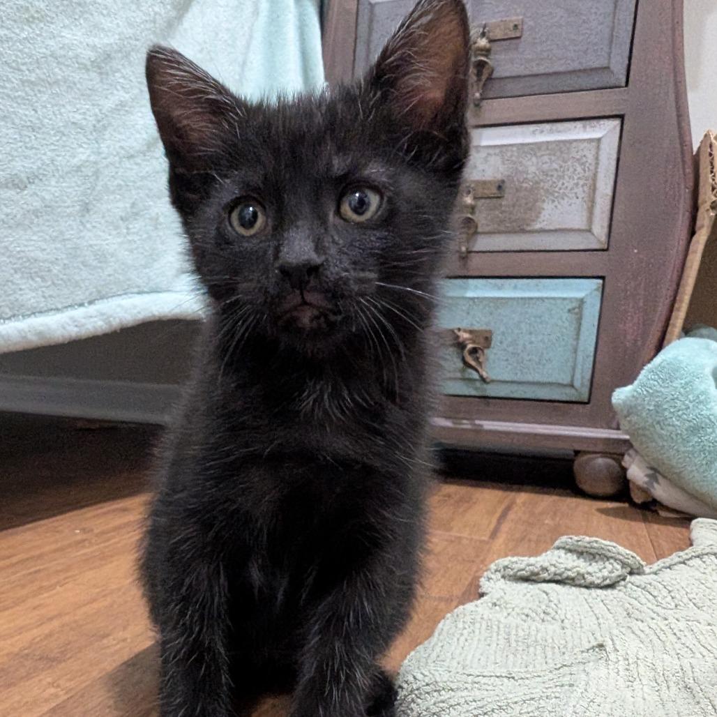 Ilya, Adoptable, Kitten Male Domestic Short Hair.