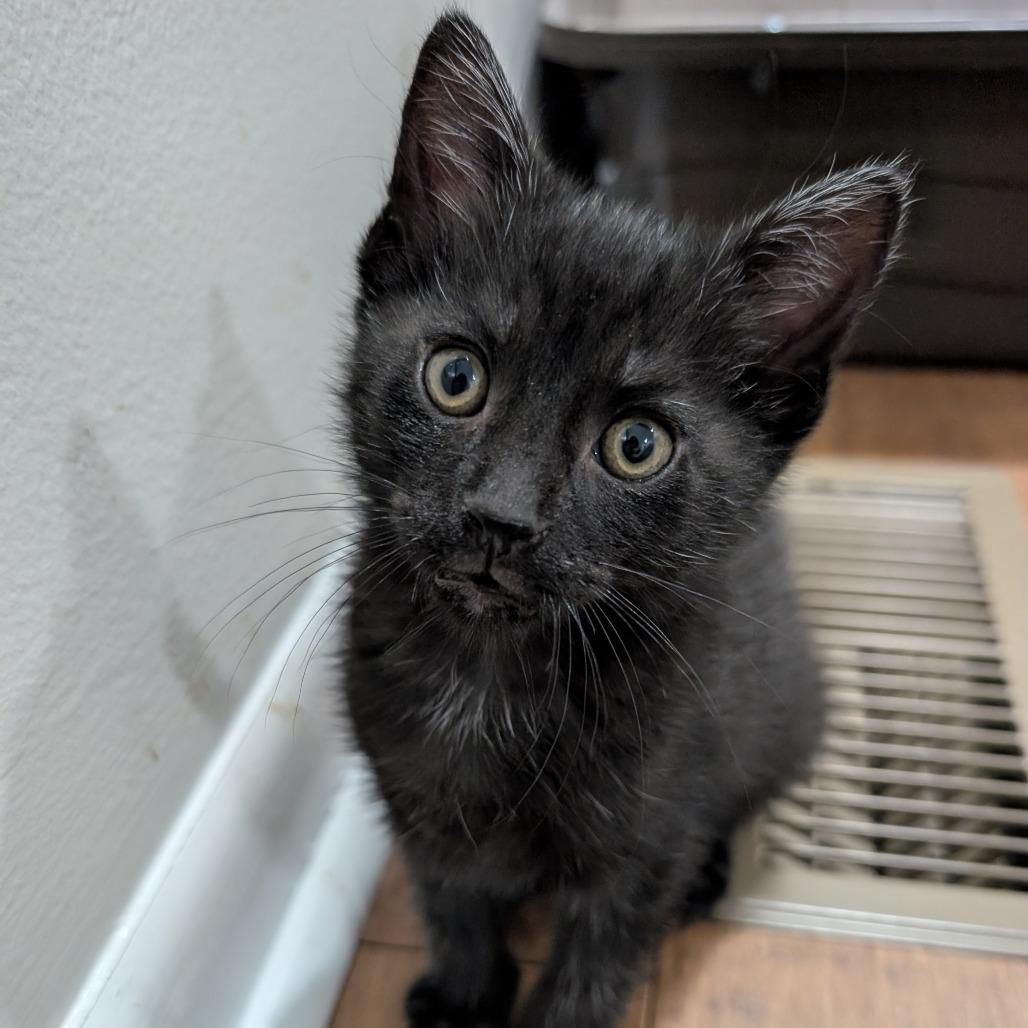 Enlarge Ilya, a Adoptable Domestic Short Hair in Mebane, NC image 2/4