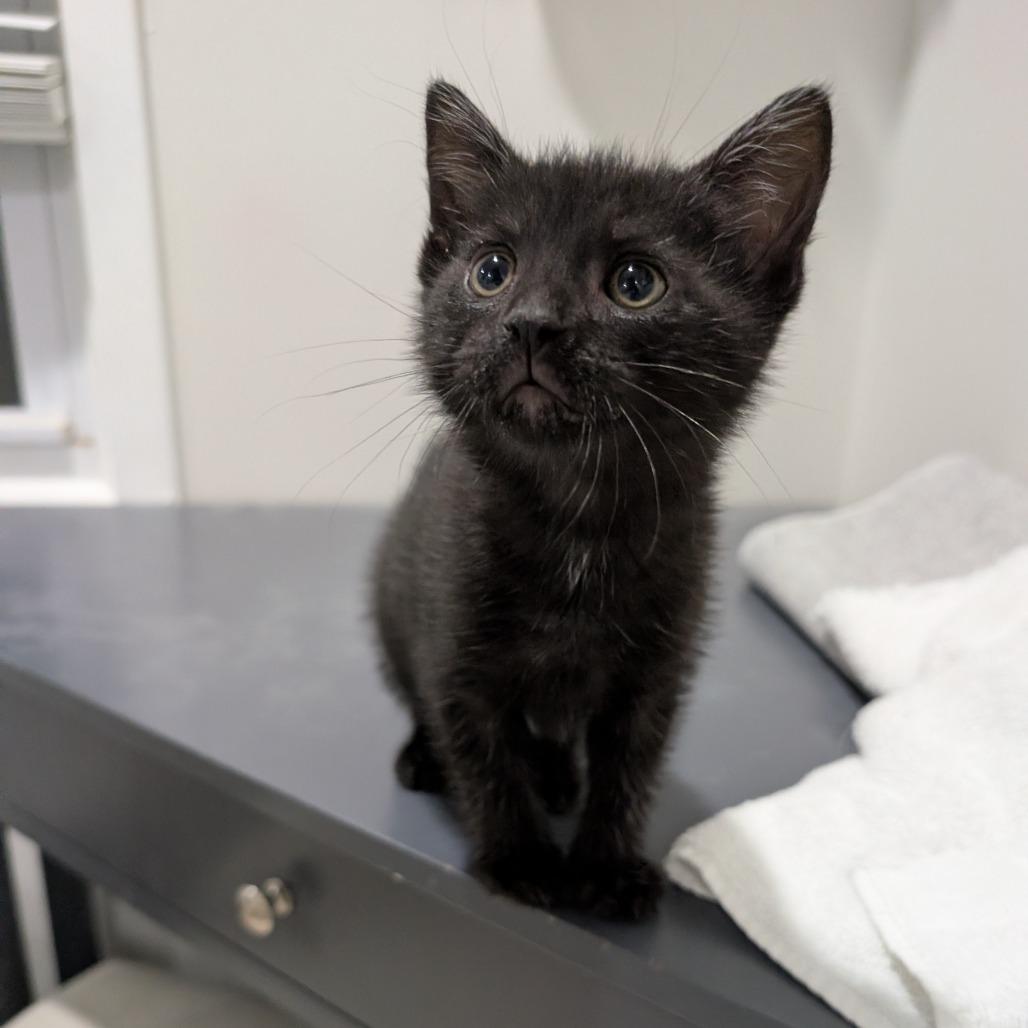 Enlarge Ilya, a Adoptable Domestic Short Hair in Mebane, NC image 3/4