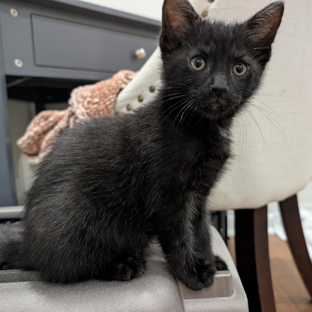 Enlarge Ilya, a Adoptable Domestic Short Hair in Mebane, NC image 4/4