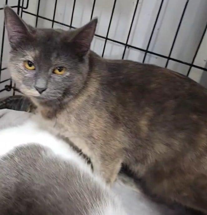 Enlarge Pennywise, a ADOPTABLE Domestic Short Hair in Le Mars, IA image 1/1