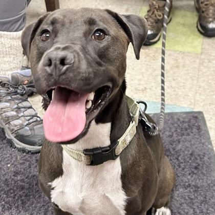 Enlarge Shawlo, a Adoptable Mixed Breed in Lansing, MI image 1/1