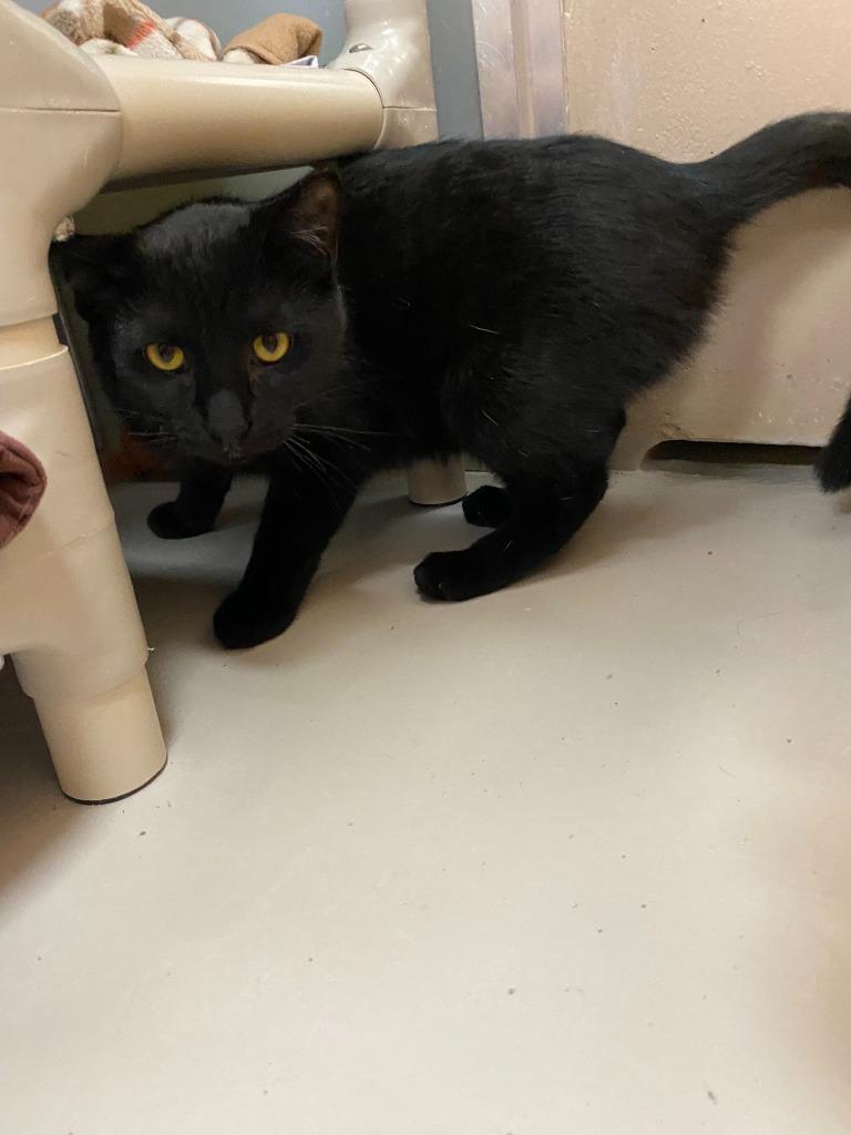 Raisin, Adoptable, Kitten Male Domestic Short Hair.