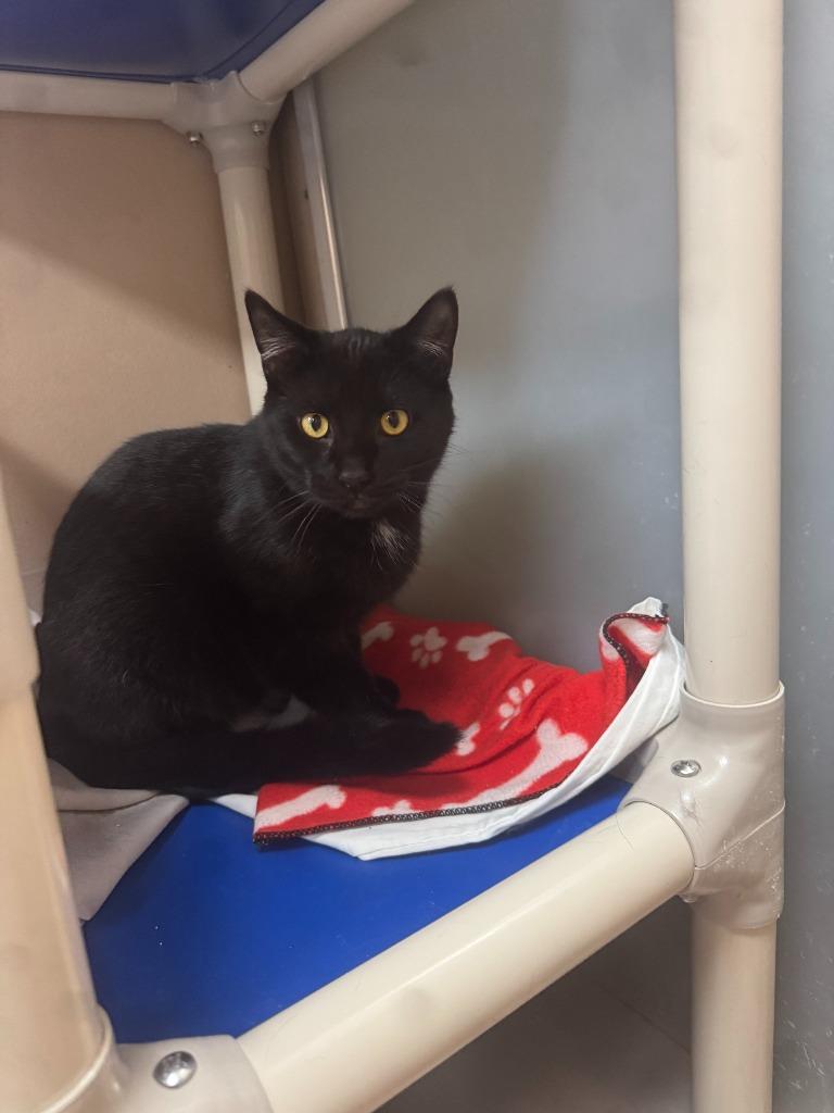 Enlarge Raisin, a Adoptable mixed breed in Findlay, OH image 2/4