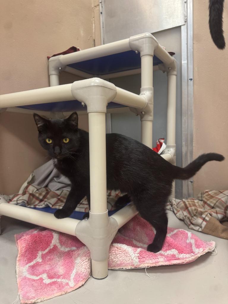 Enlarge Raisin, a Adoptable mixed breed in Findlay, OH image 3/4