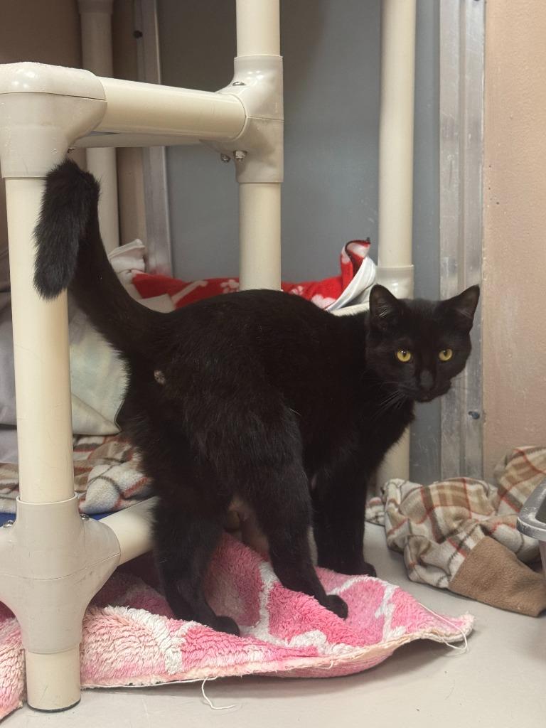 Enlarge Raisin, a Adoptable mixed breed in Findlay, OH image 4/4