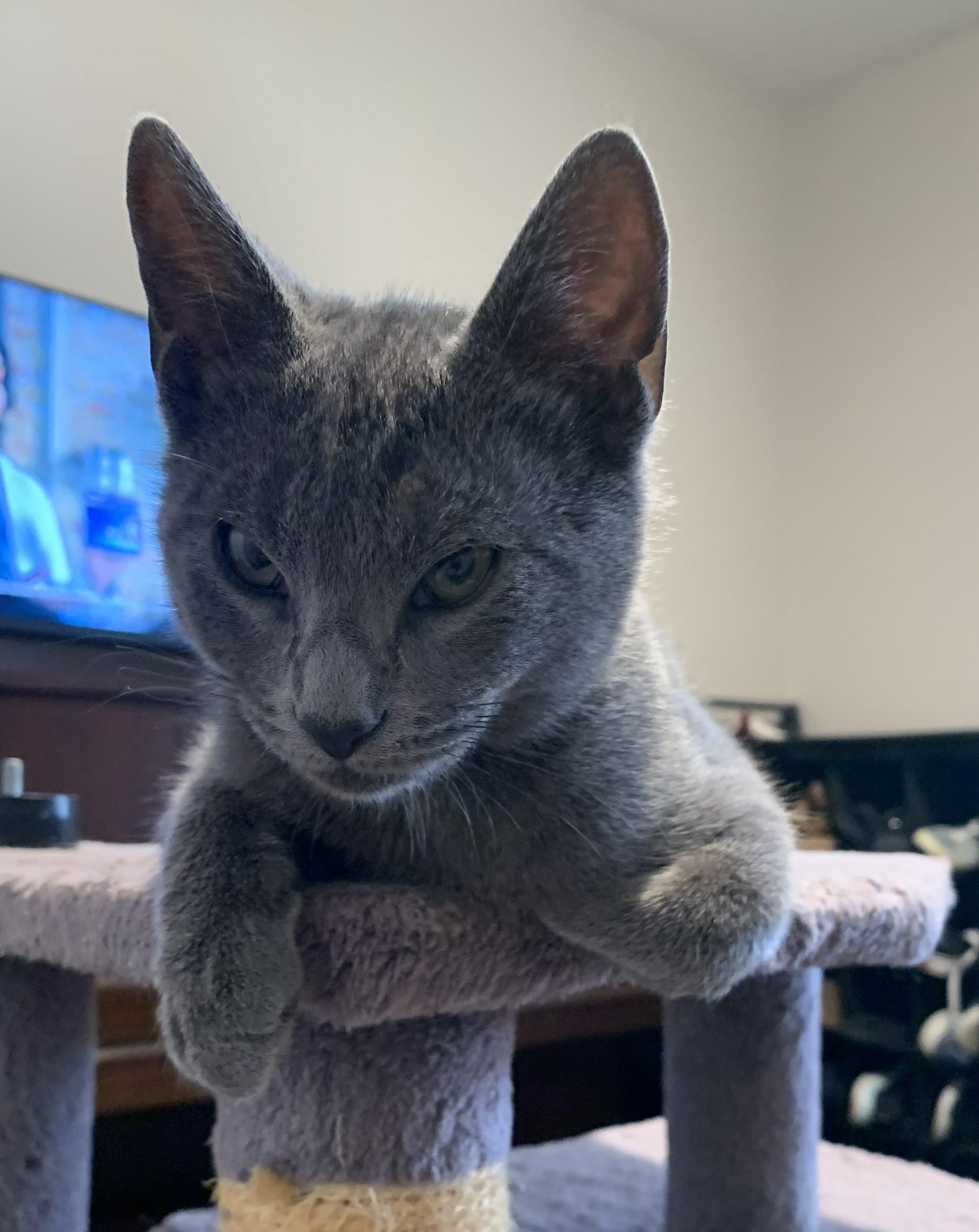 Freedom, adopted, Young Male Domestic Short Hair.